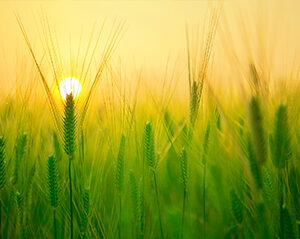 Consulta Geriátrica